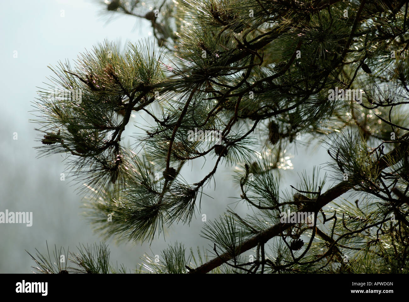 Branches and cones of Corsican Pine Pinus nigra var maritima, Wales, UK. Stock Photo
