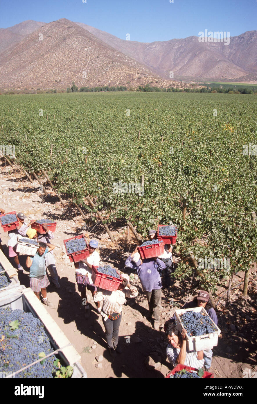 wine harvest latin america Stock Photo Alamy
