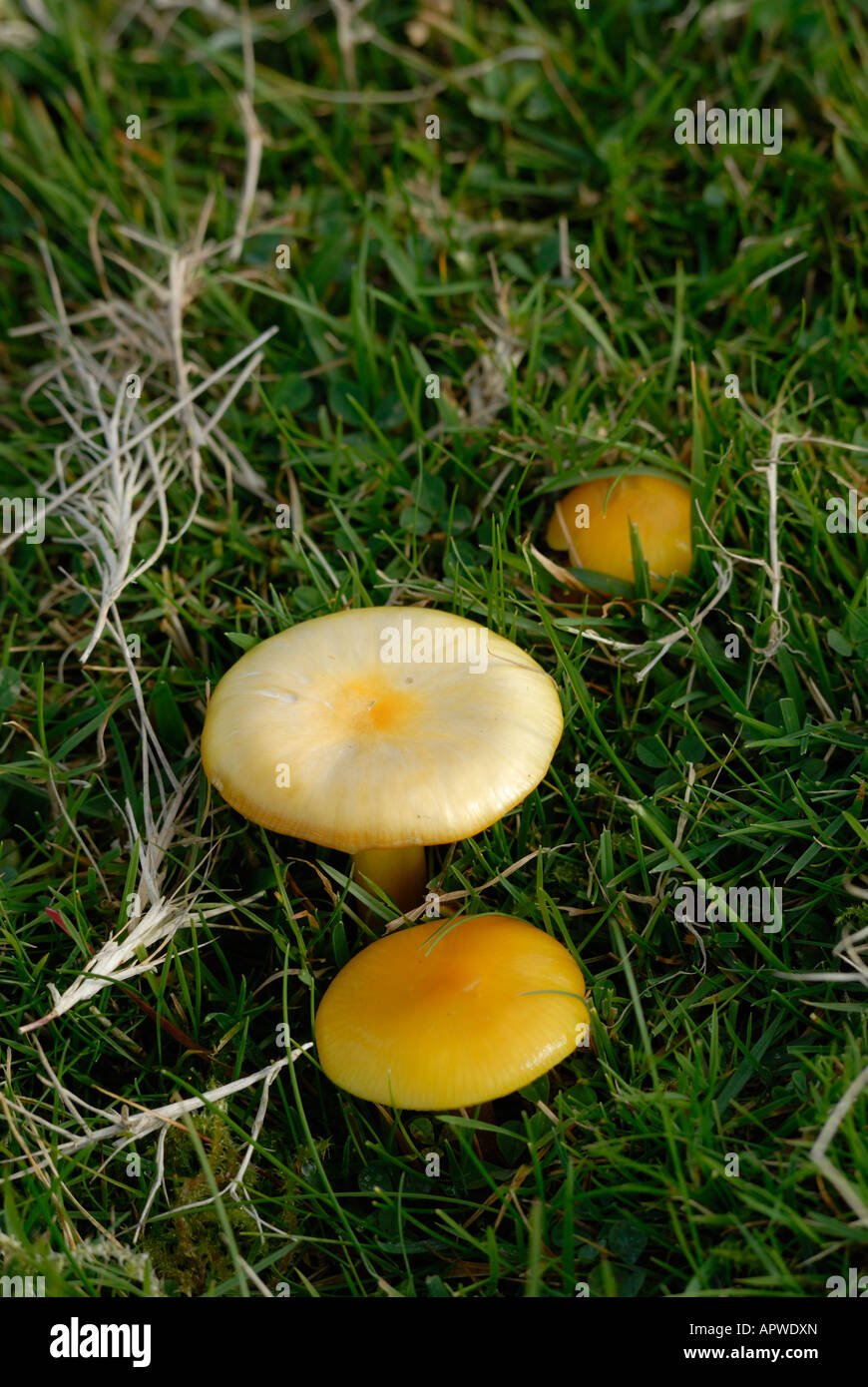 Yellow fungi in coastal grassland, Wales, UK. Stock Photo