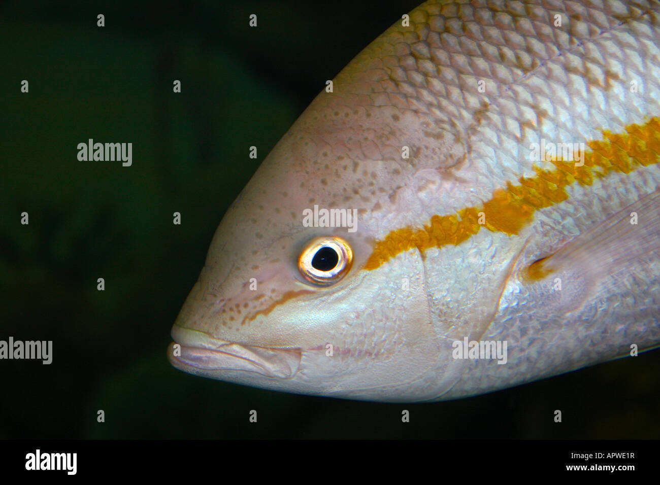 fish head close up Stock Photo