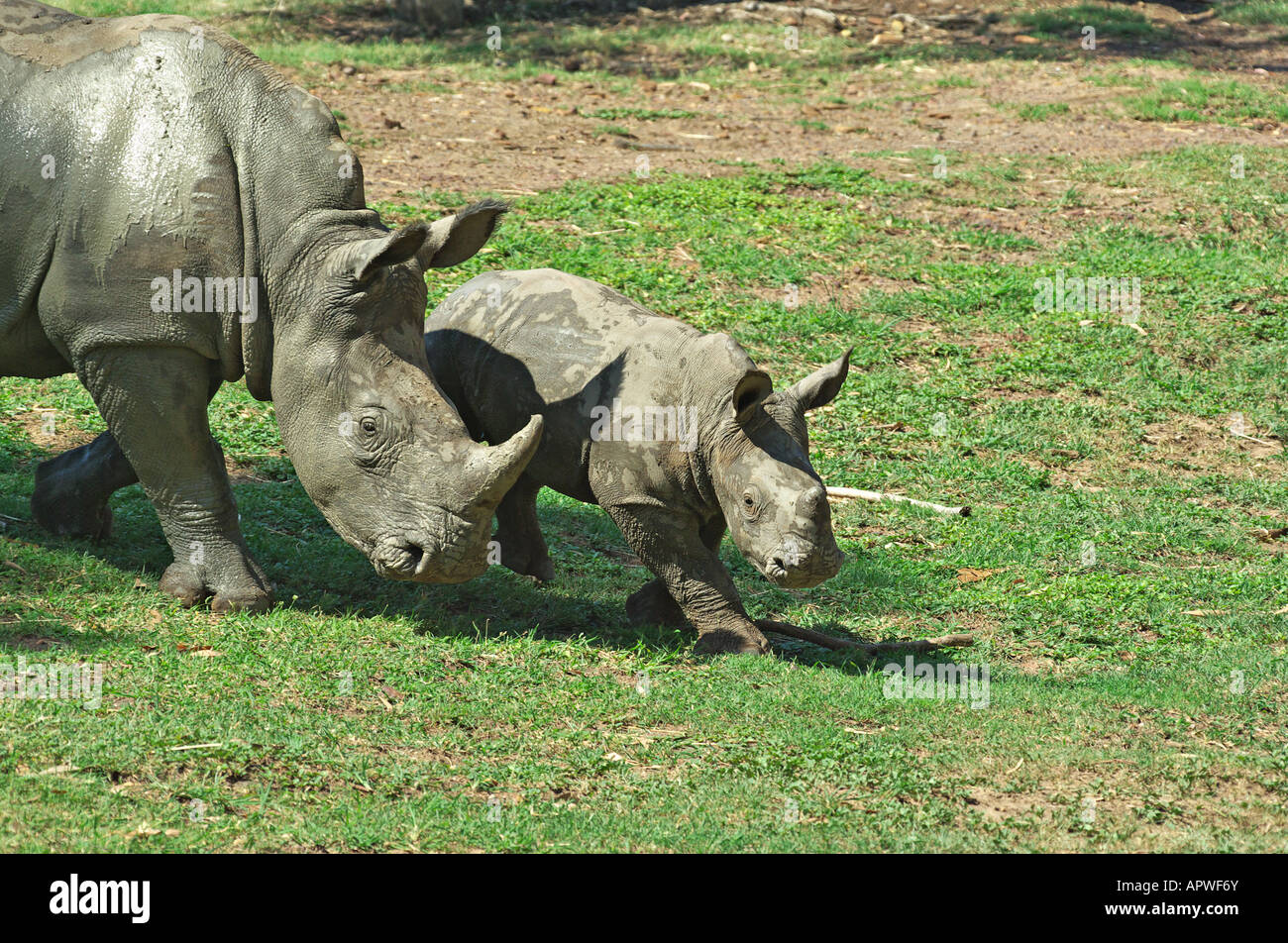 a mother and baby black rhino together Stock Photo