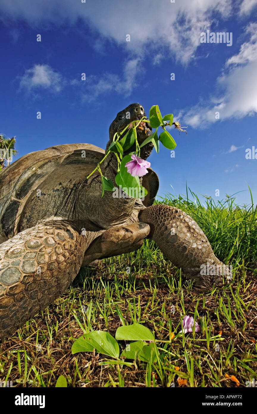 Giant Tortoise Geochelone Gigantea Vulnerable Species Close Up Of Face 