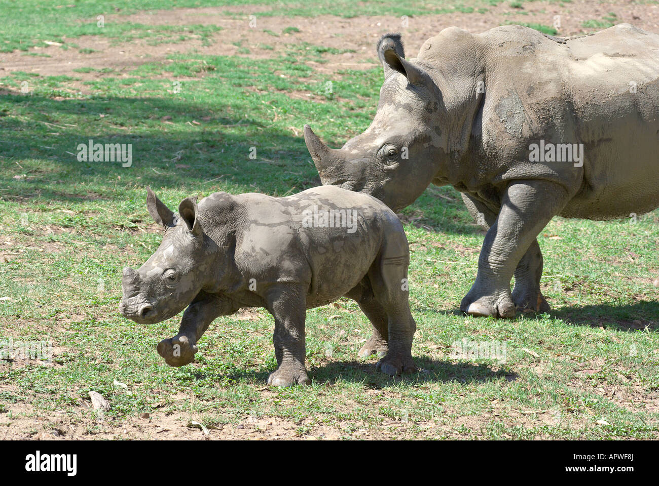 a mother and baby black rhino together Stock Photo