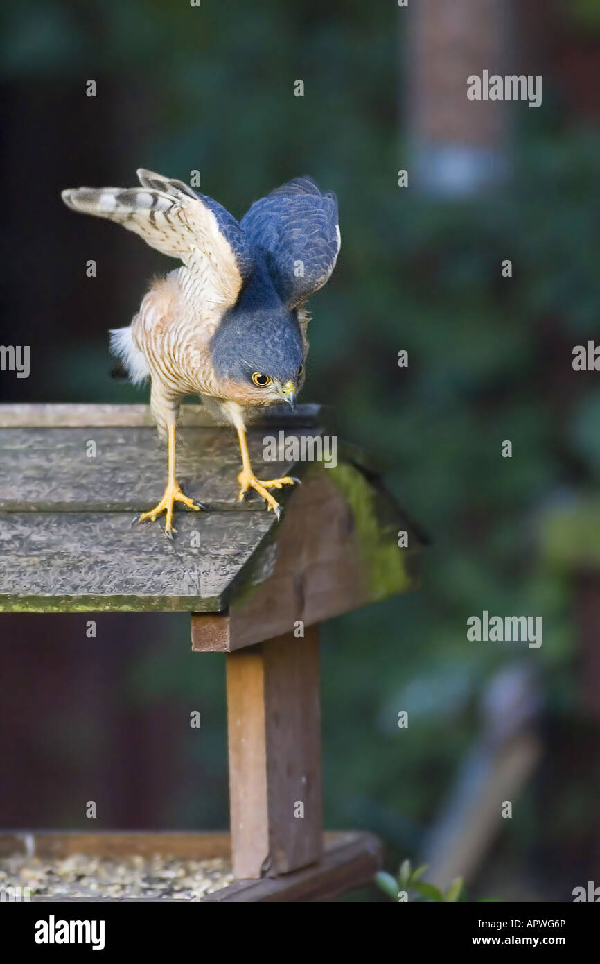 Sparrow hawk feeder hires stock photography and images Alamy