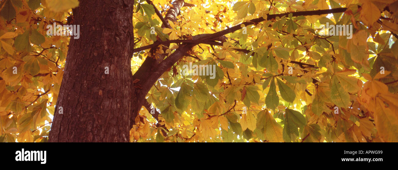Five lobed leaves hi-res stock photography and images - Alamy
