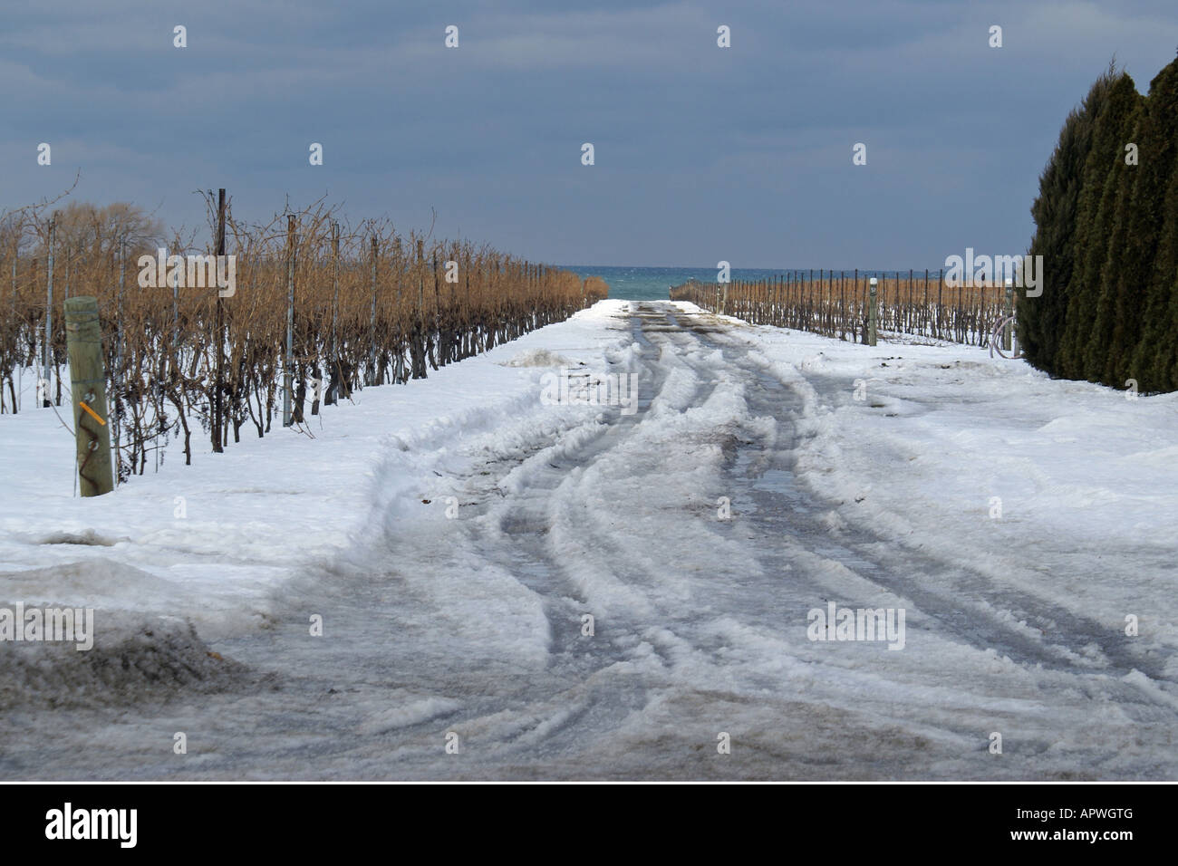 Road through vine yard Stock Photo Alamy