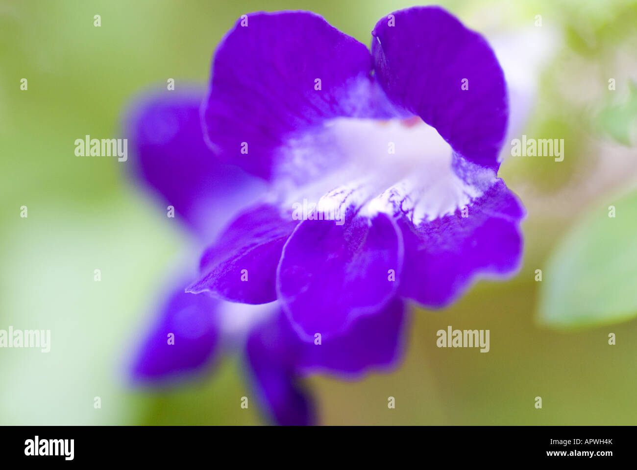Blue and White Flower Stock Photo Alamy