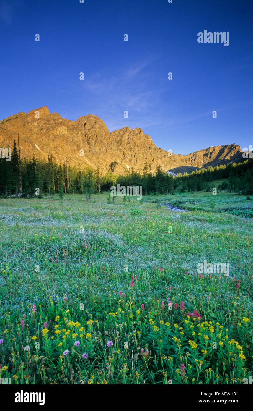 Spectacular wildflower meadows below Panorama Ridge Banff National Park