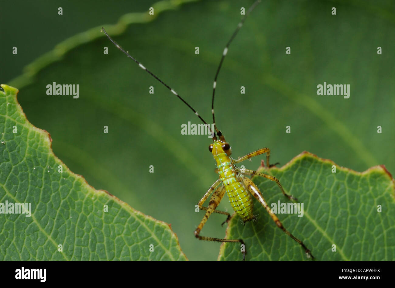 Sudders bush katydid nymph Stock Photo
