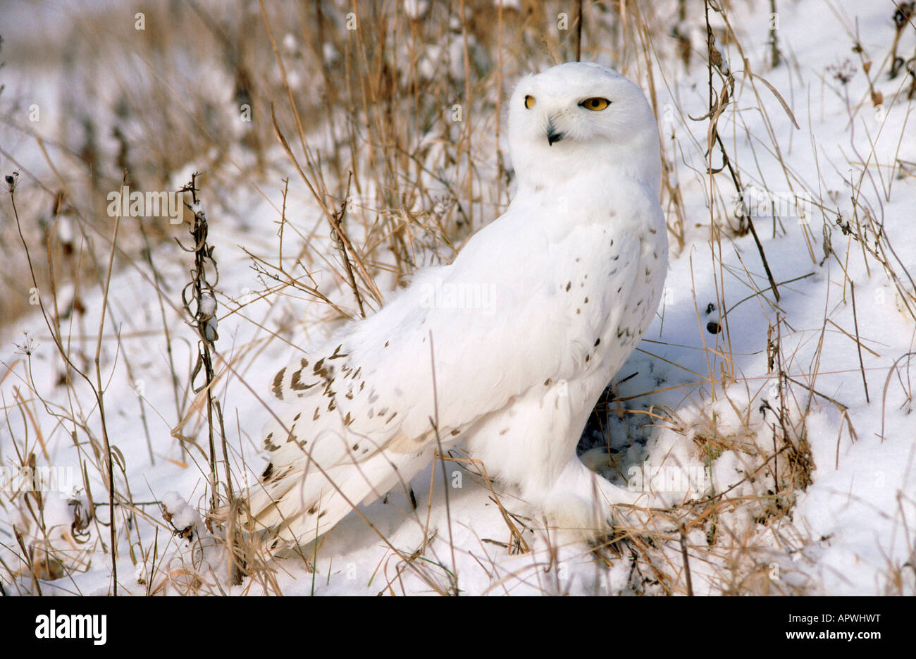 Snowy Owl, Nyctea scandiaca, Ontario Canada Stock Photo