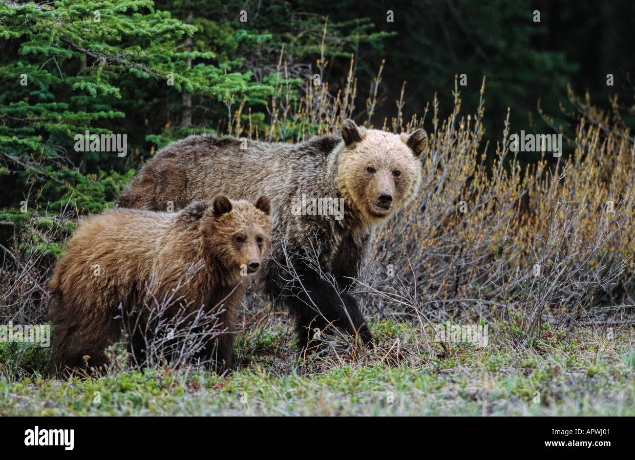 Grizzly bear mother and cub Stock Photo - Alamy
