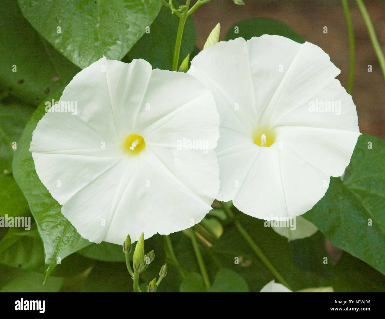 White morning glories ipomoea violacea hi-res stock photography and ...