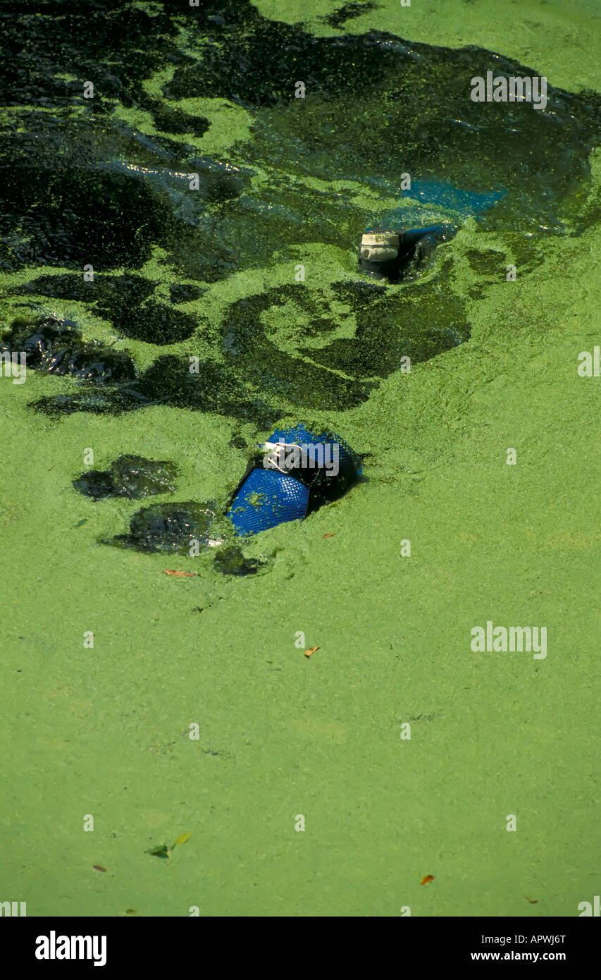 Humor scuba diver covered in green algae water weed Florida fresh water