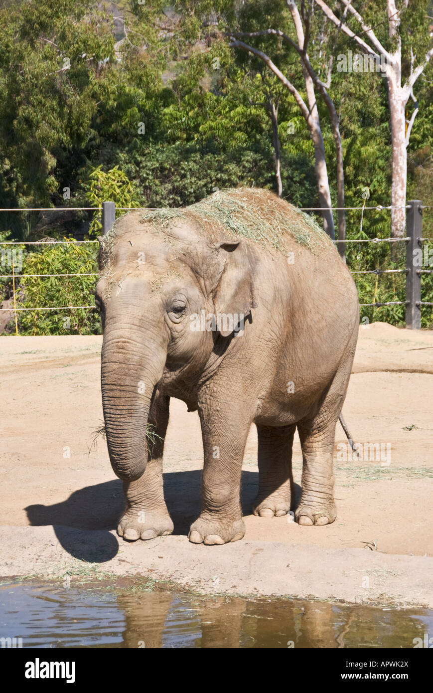 California Santa Barbara Zoo Asian Elephant Elephas maximus Stock Photo