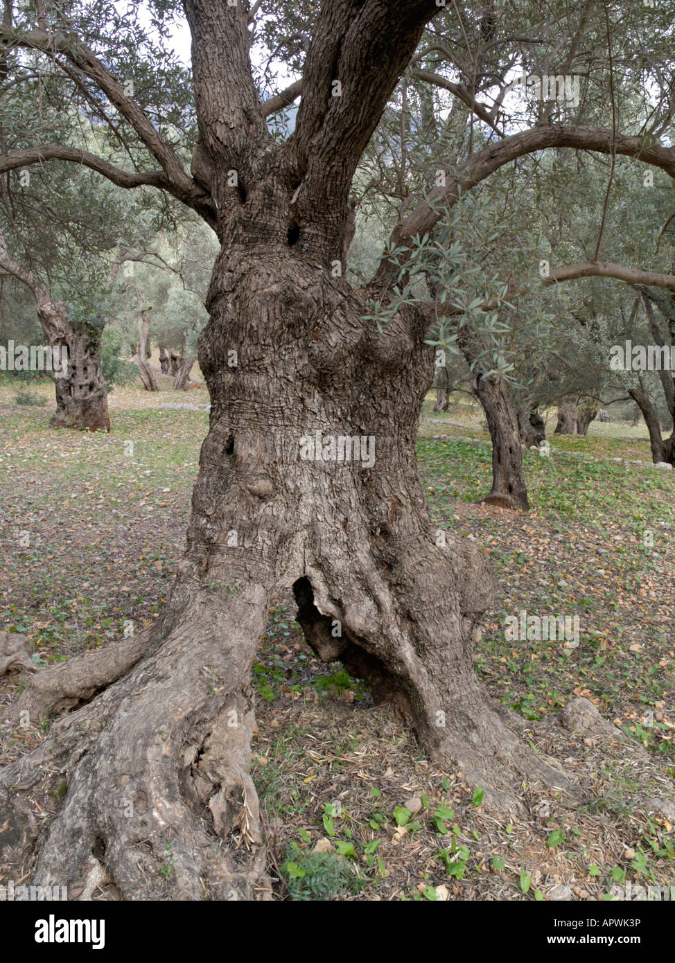 Olive tree (Olea europaea Stock Photo - Alamy