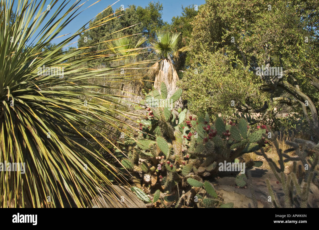 California Santa Barbara Botanic Garden Desert Exhibit Stock Photo