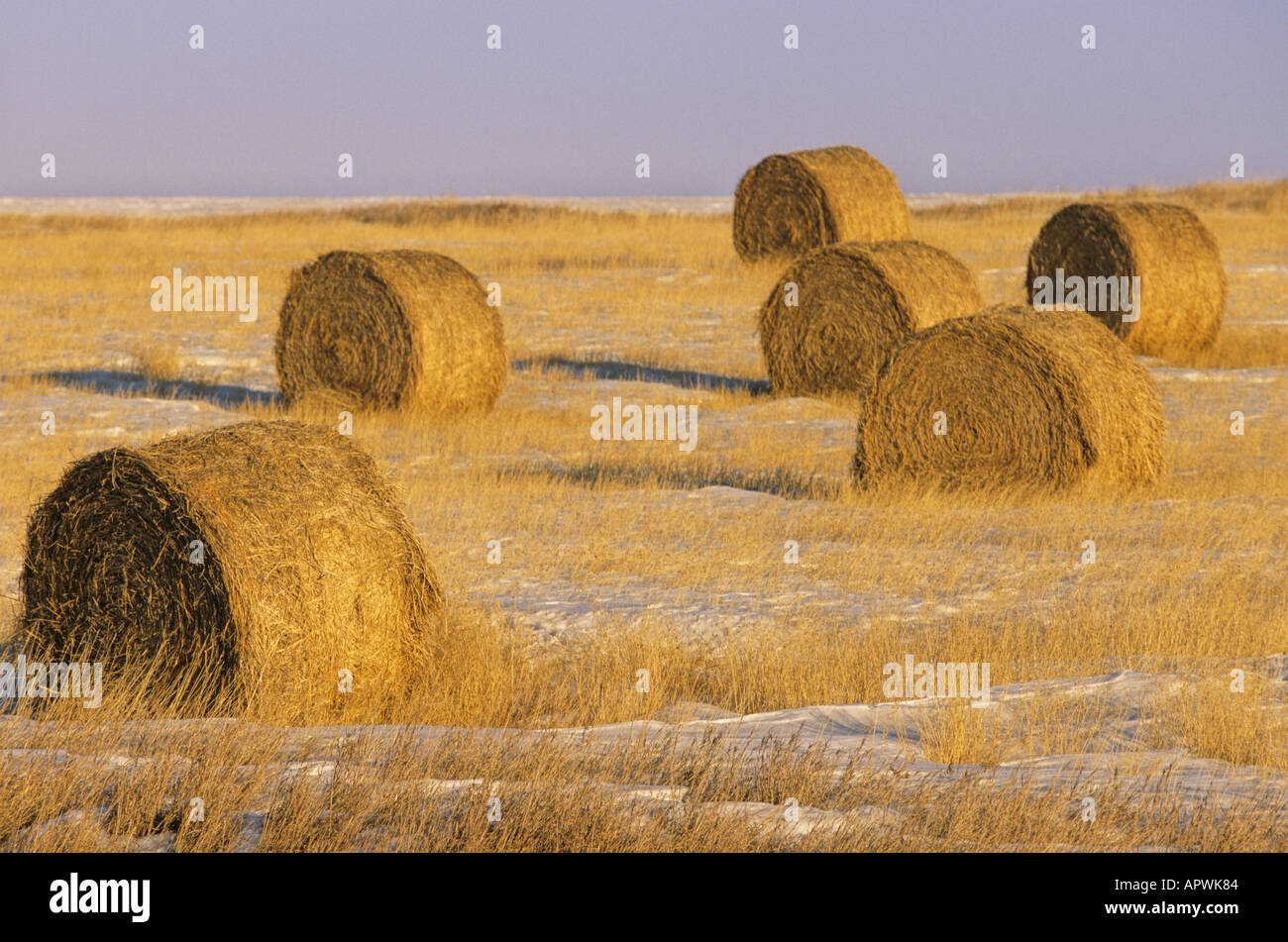 Bales of hay in a hayfield, Canadian Prairies, Saskatchewan, Canada Stock Photo