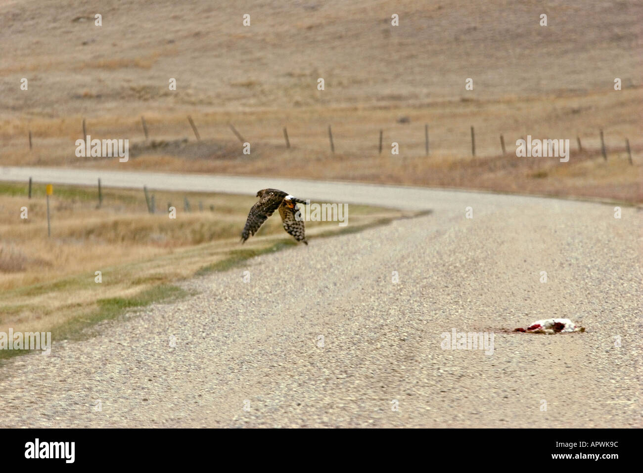 Harrier flying away hi-res stock photography and images - Alamy