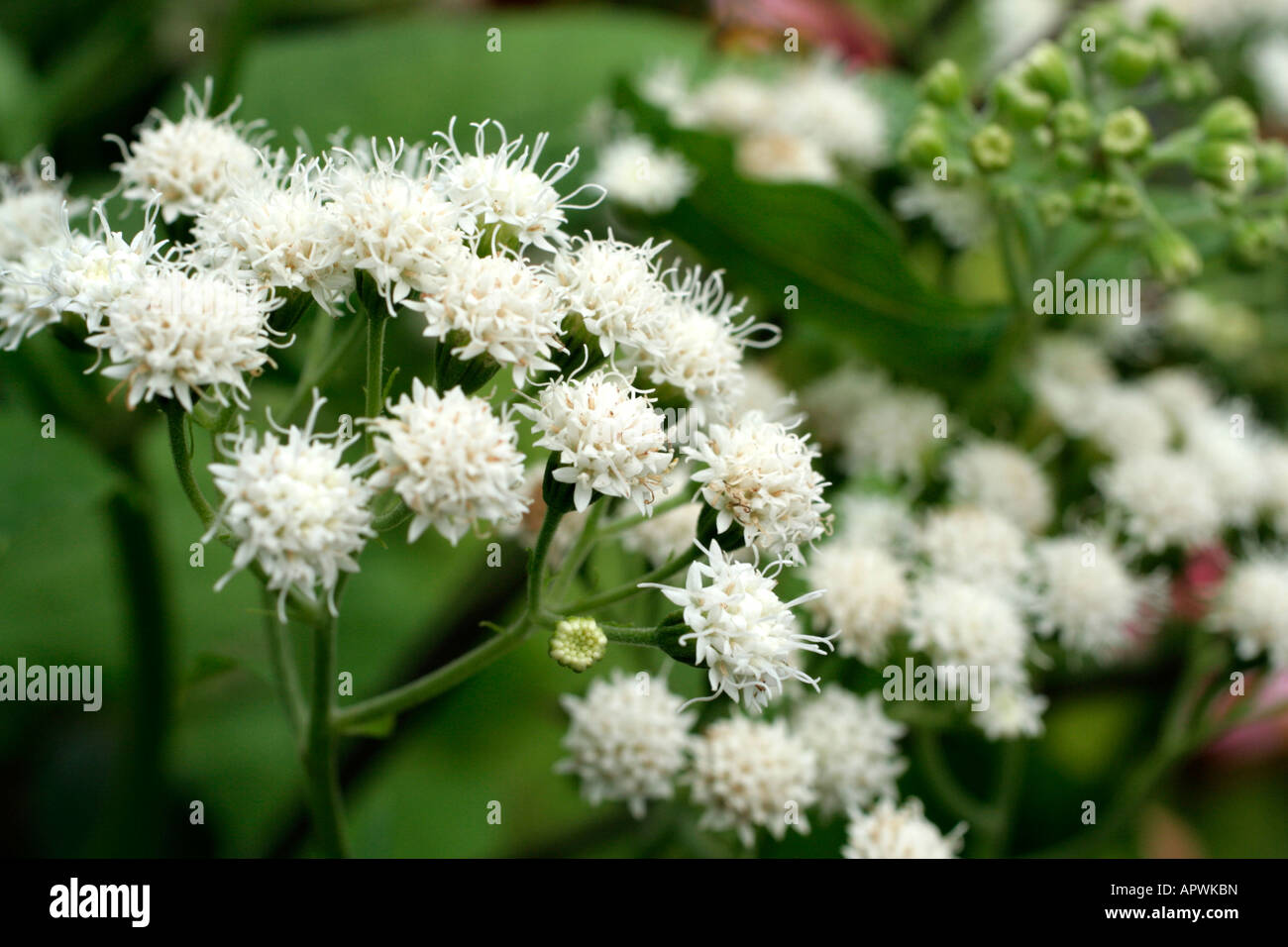 Eupatorium aromaticum hi-res stock photography and images - Alamy