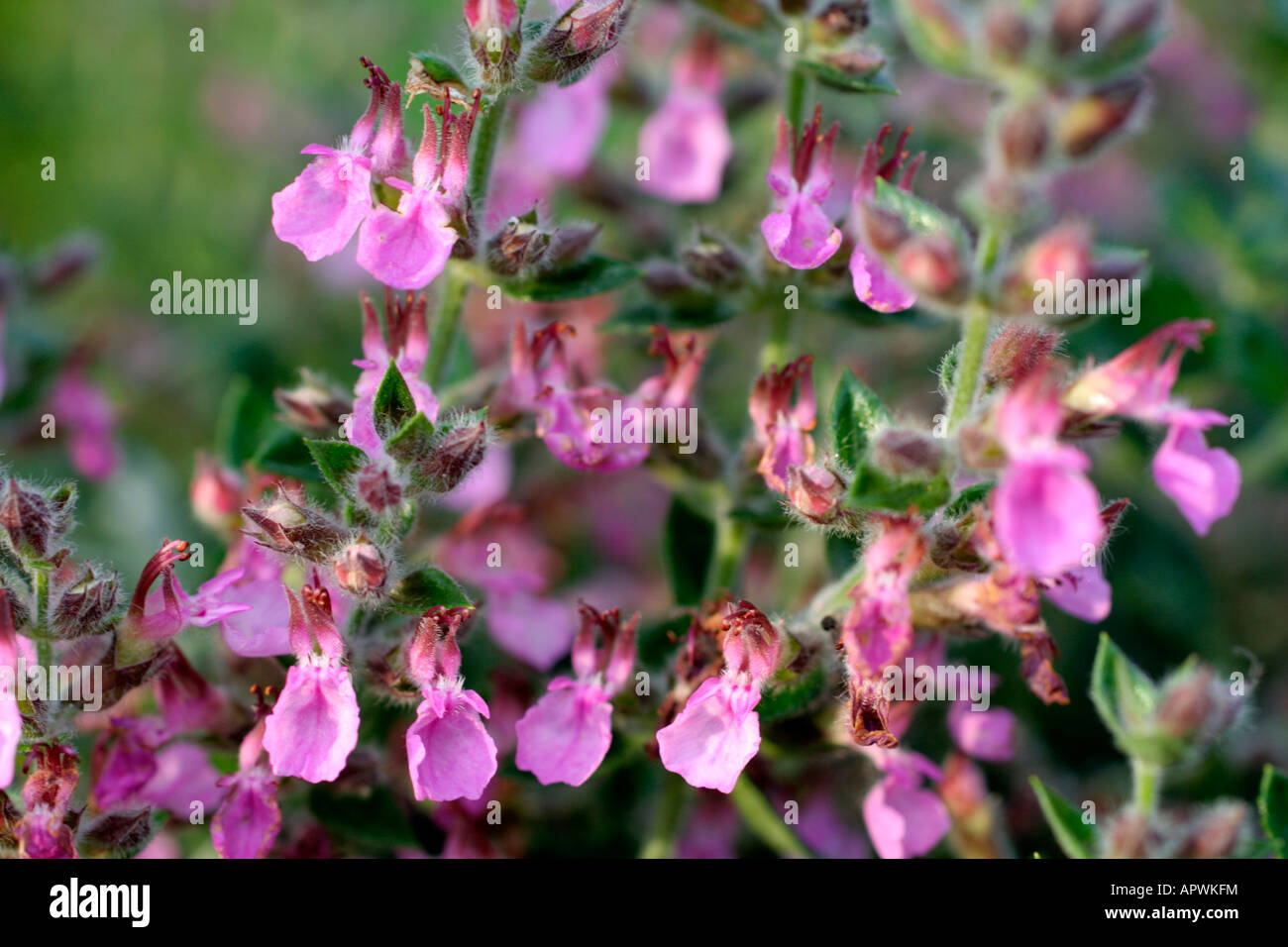 TEUCRIUM CHAMAEDRYS WALL GERMANDER IN LATE AUGUST Stock Photo