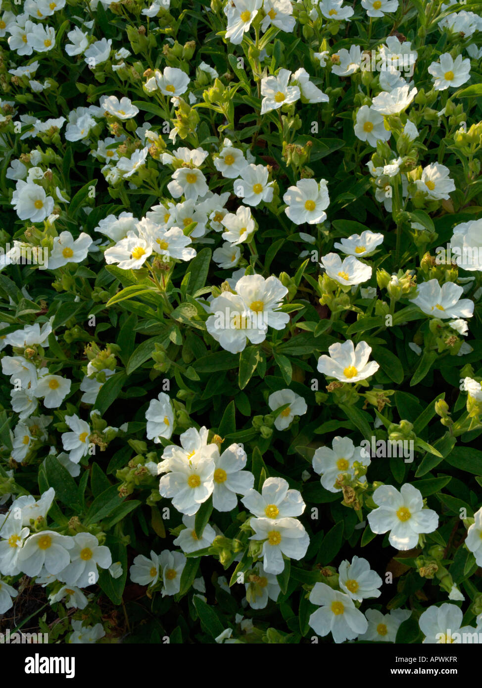 Albanian rock rose (Cistus albanicus Stock Photo - Alamy