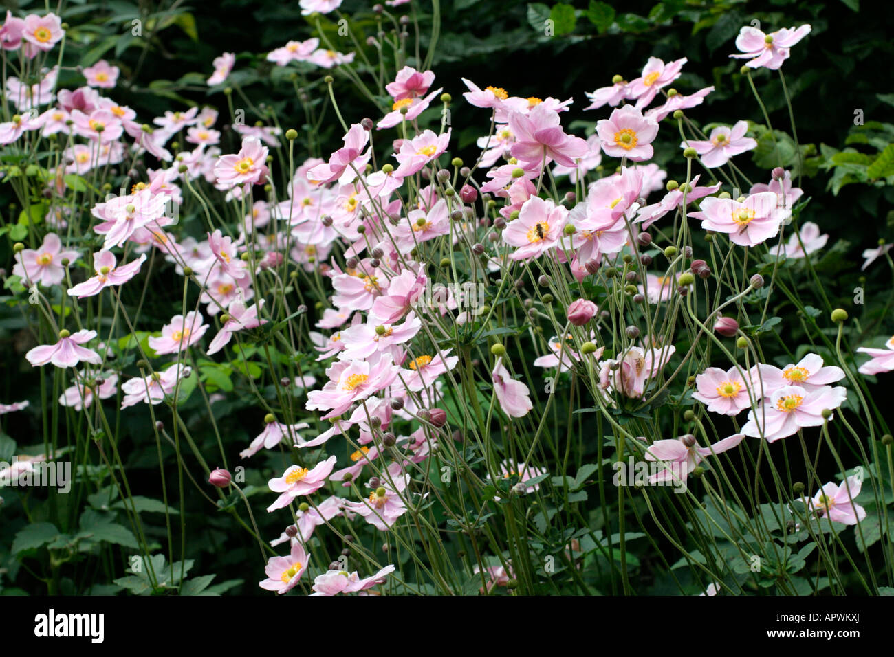 ANEMONE X HYBRIDA SINGLE PINK FORM Stock Photo - Alamy