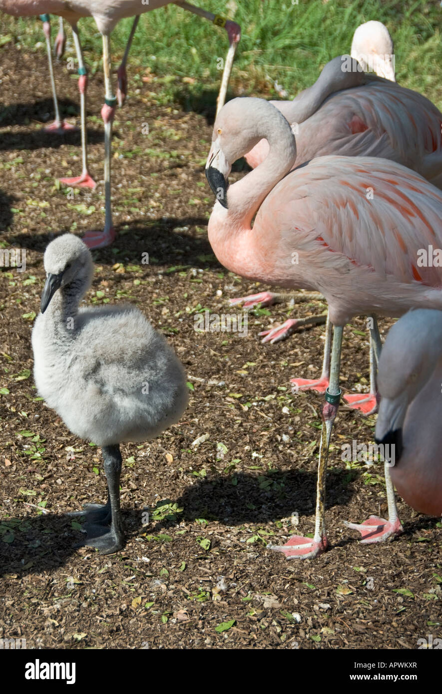 California Santa Barbara Zoo Chilean Flamingo Phoenicopterux chilensis adult chick juvenile adolescent Stock Photo