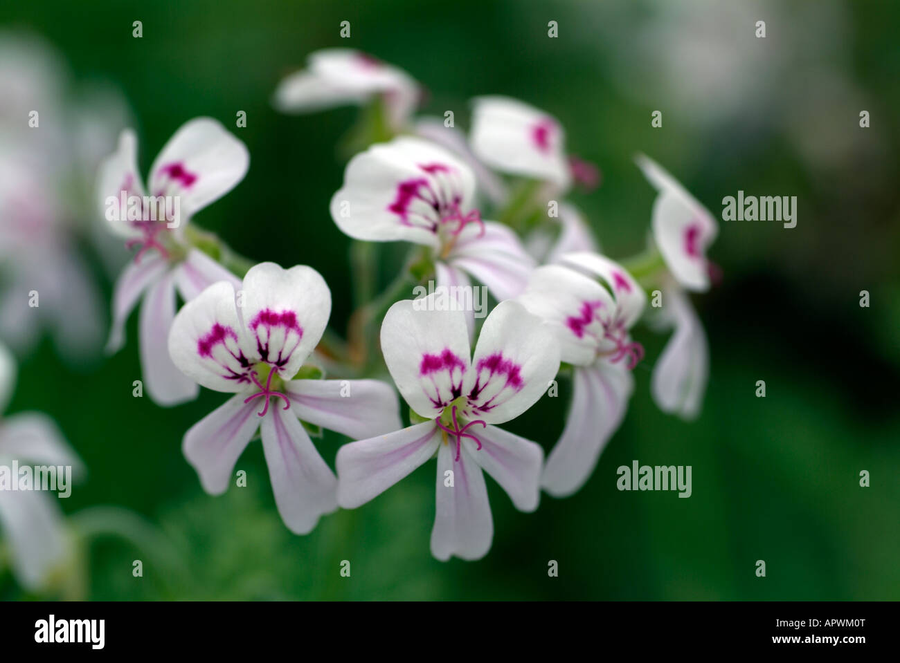 White and pink spotted pelargonium flowers arranged in a ring shape with a diffuse green background Stock Photo