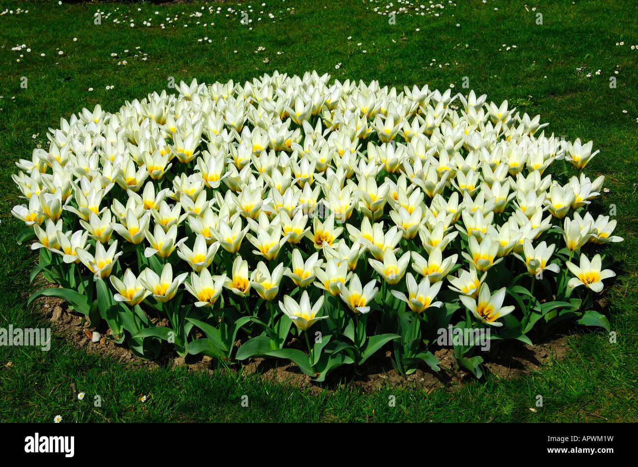 Round flower bed with white tulips Stock Photo