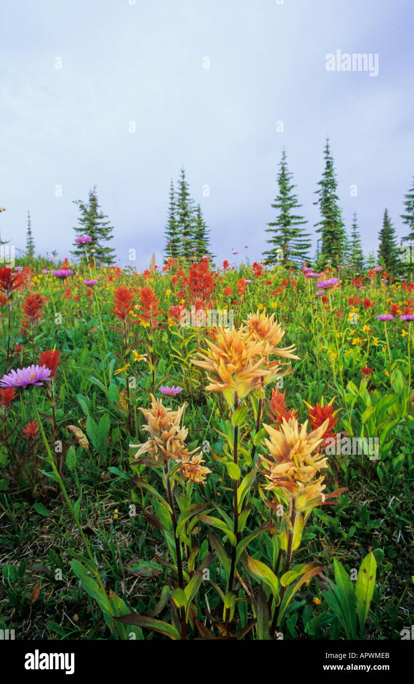 Spectacular indian paintbrush and wildflower meadows in the Selkirk Mountains BC Canada Stock Photo