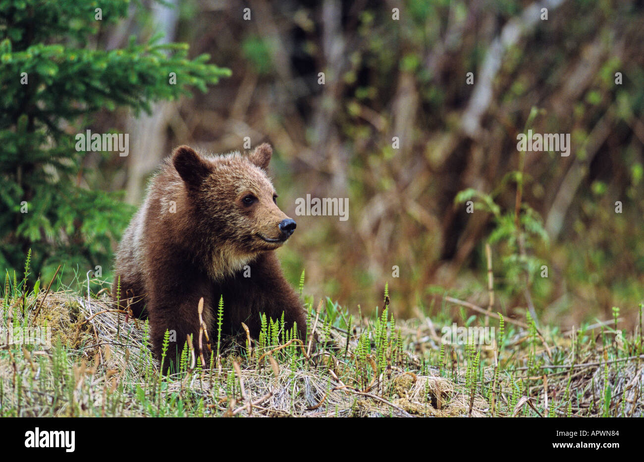 A cute grizzly bear cub sitting in a bed of horsetails Stock Photo