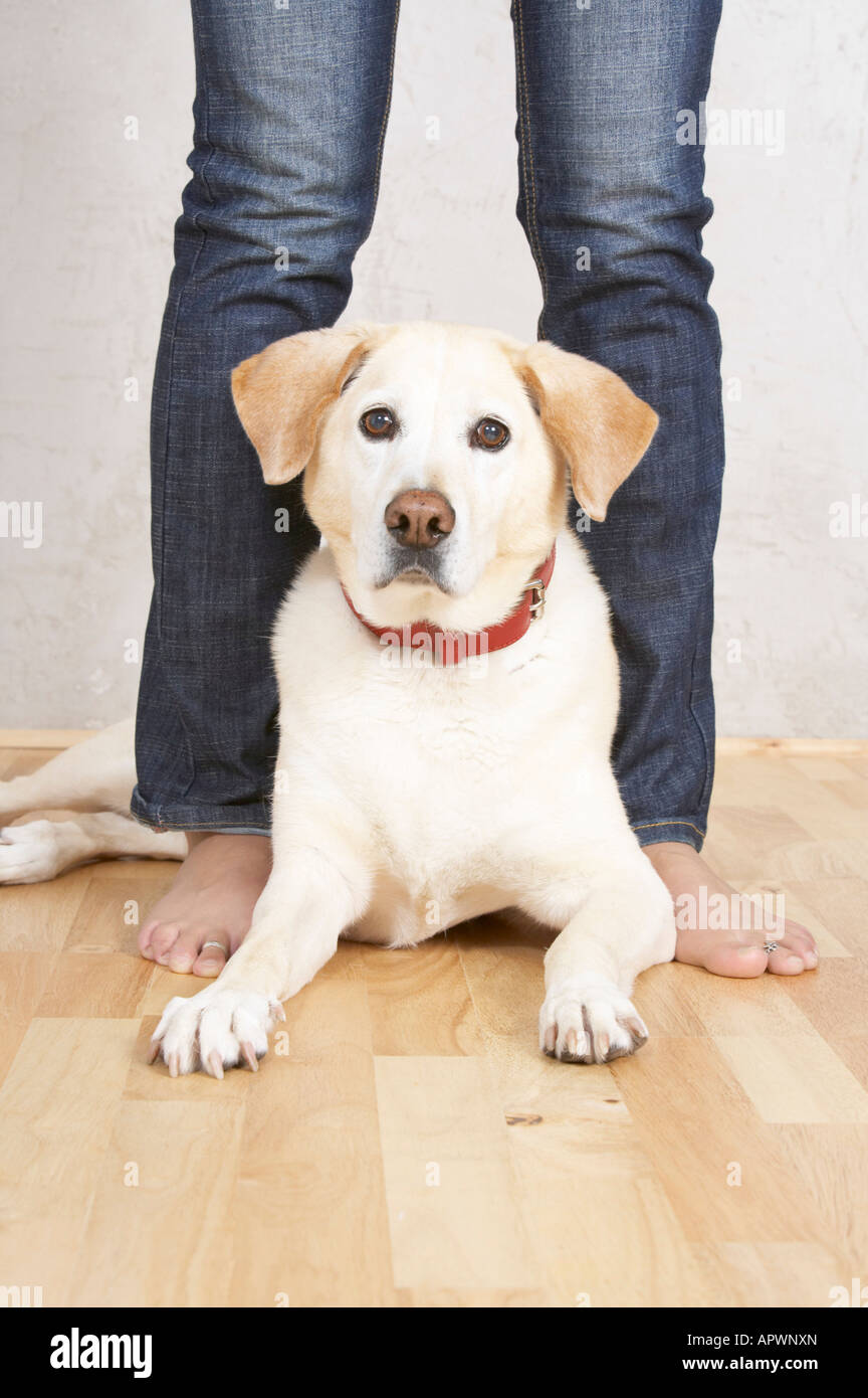 Dog Between Legs High Resolution Stock Photography and Images Alamy