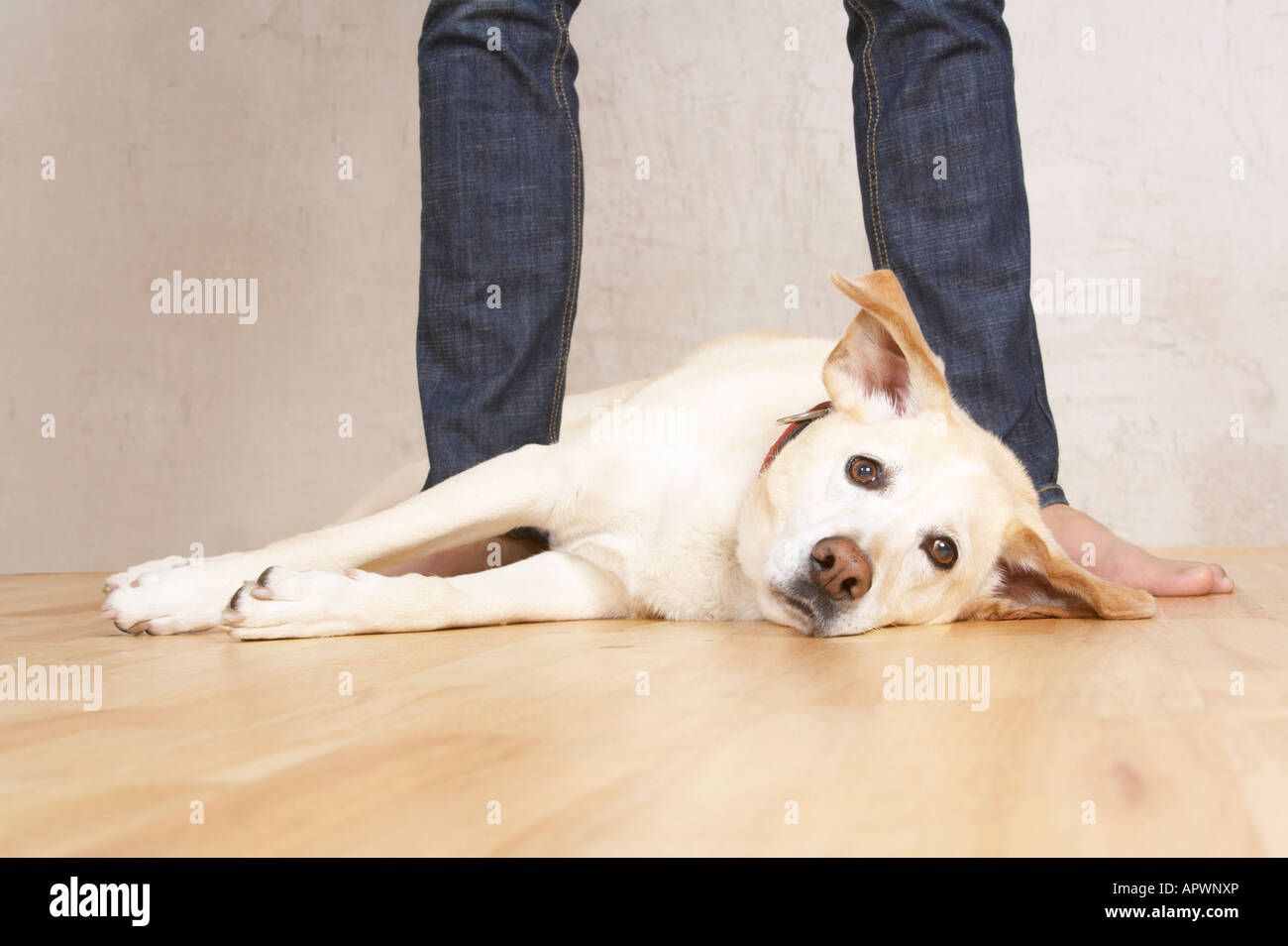 Dog Between Legs High Resolution Stock Photography and Images Alamy