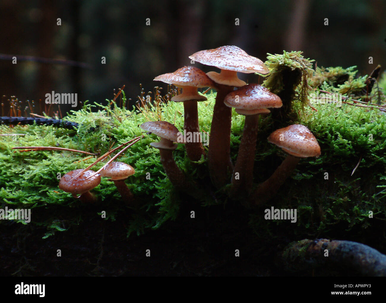 Fungus growing on a pine tree stump Stock Photo