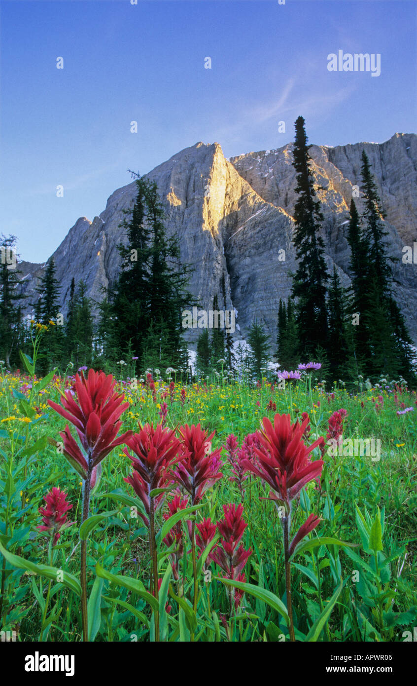 Kootenay and wildflowers hi-res stock photography and images - Alamy