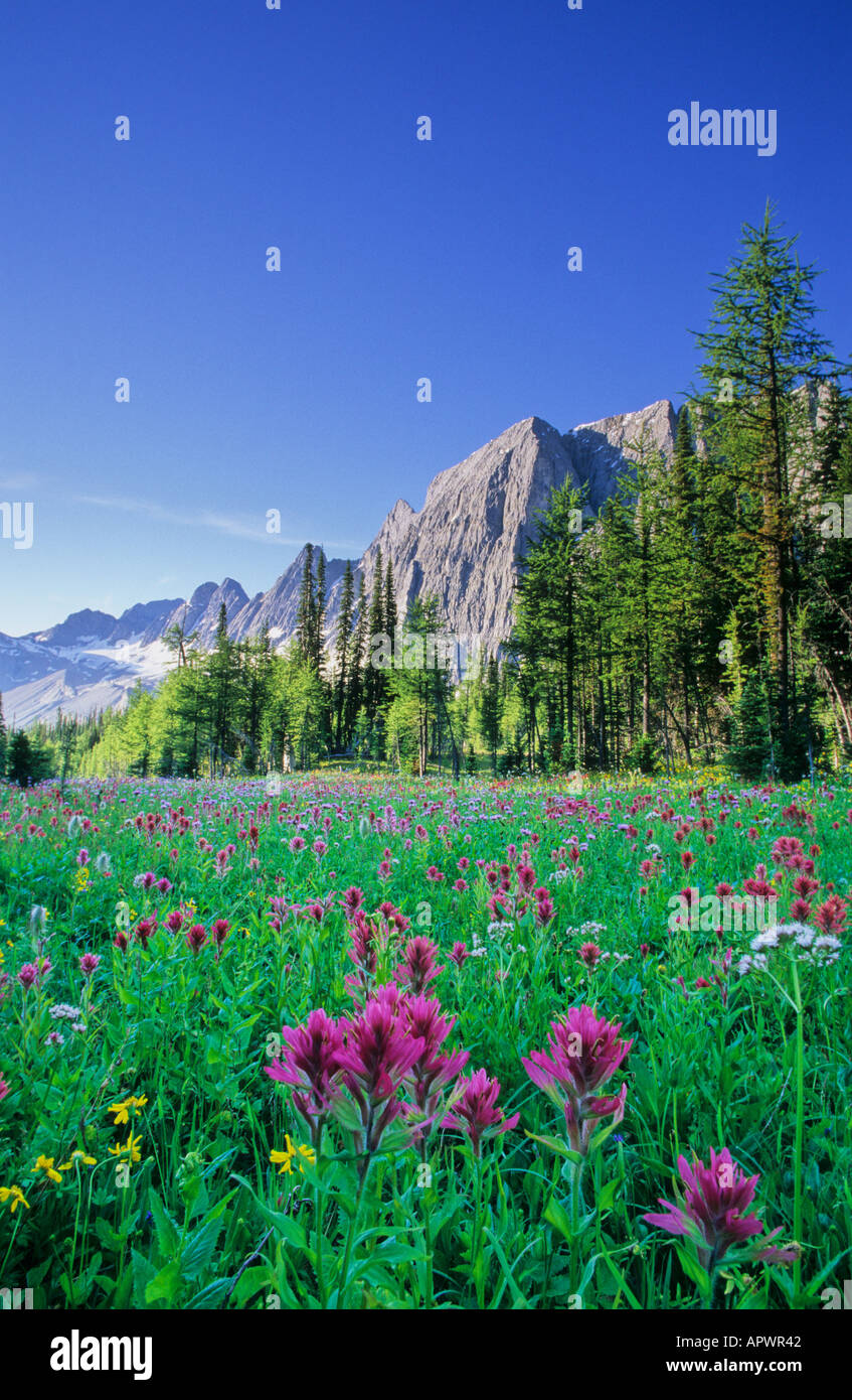 Wildflowers in the Canadian Rocky Mountains Kootenay National Park BC Canada Stock Photo Alamy