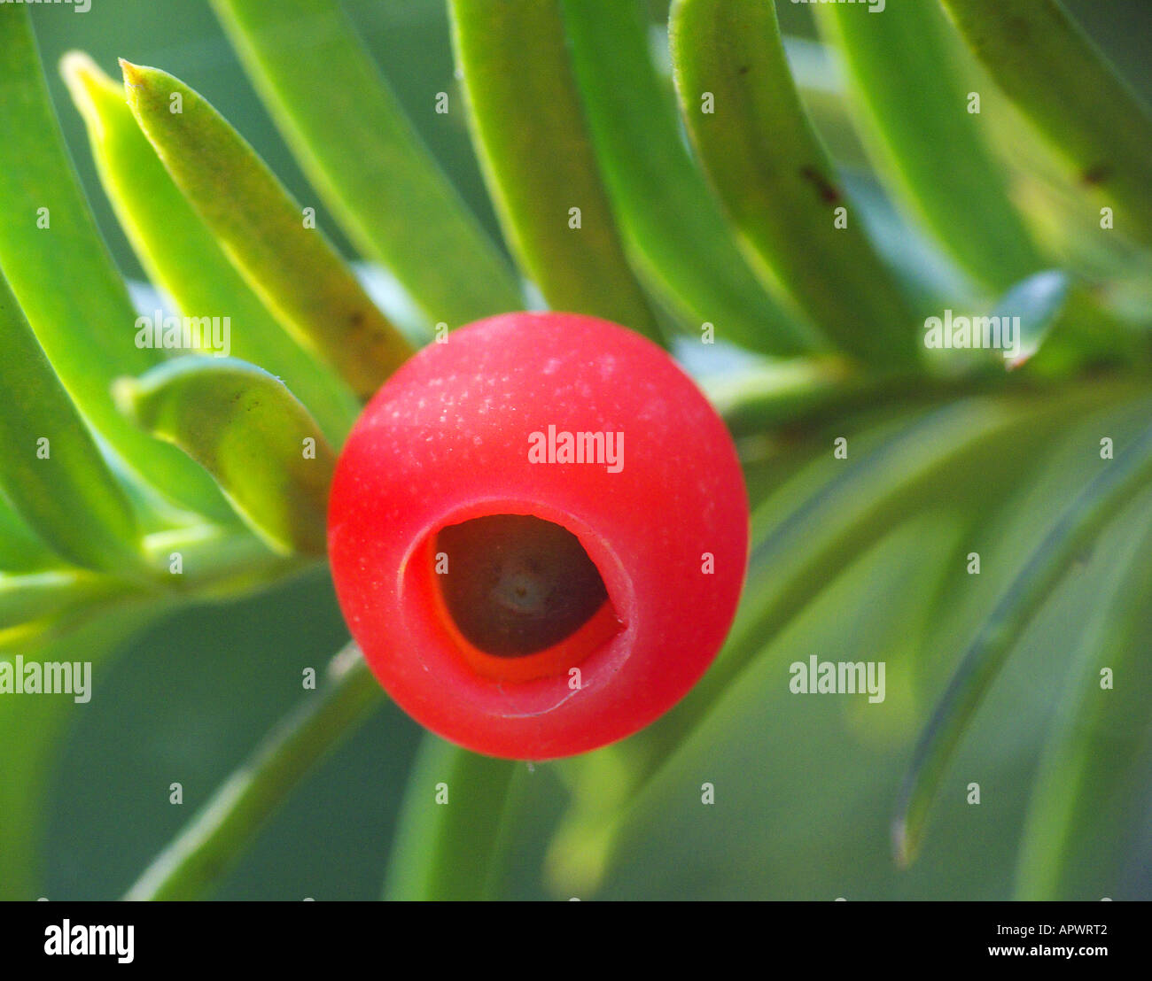 Yew tree red berry close up Taxus baccata Stock Photo