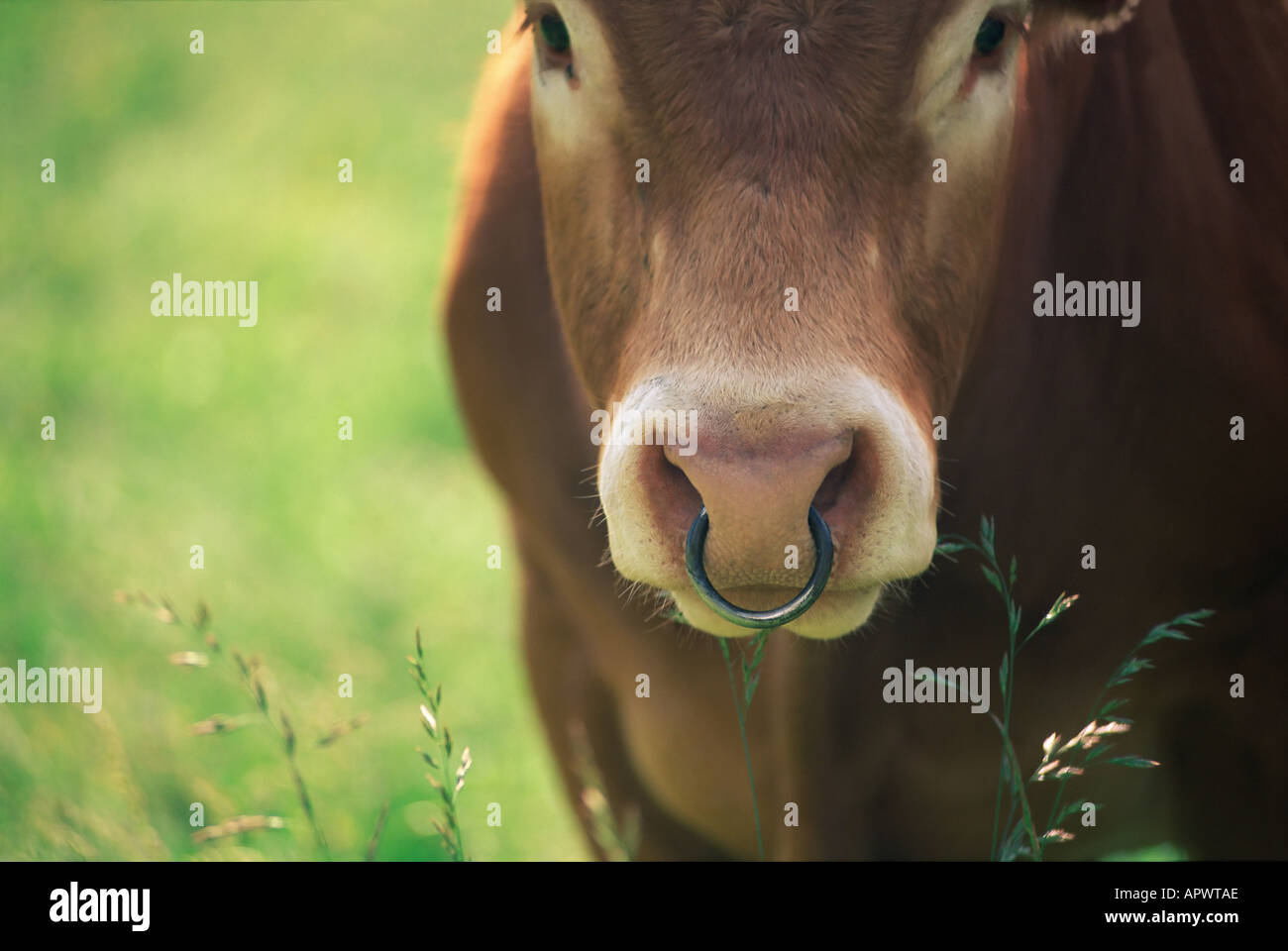 Cow with a nose ring Stock Photo
