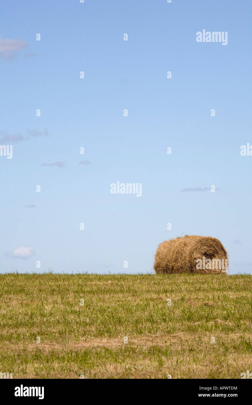 Hay bale in summer field Stock Photo - Alamy