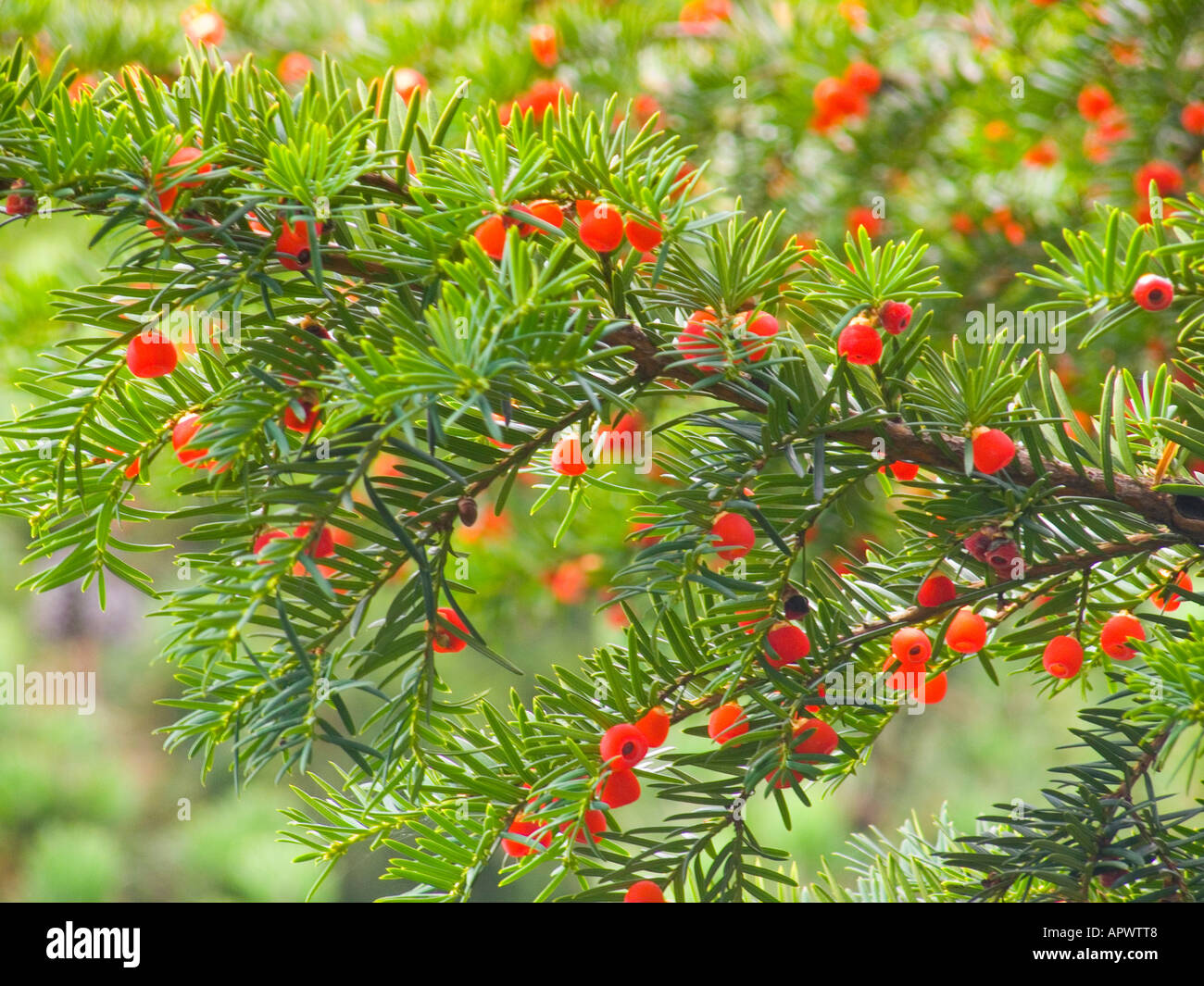 Yew tree red berries Taxus baccata Stock Photo Alamy