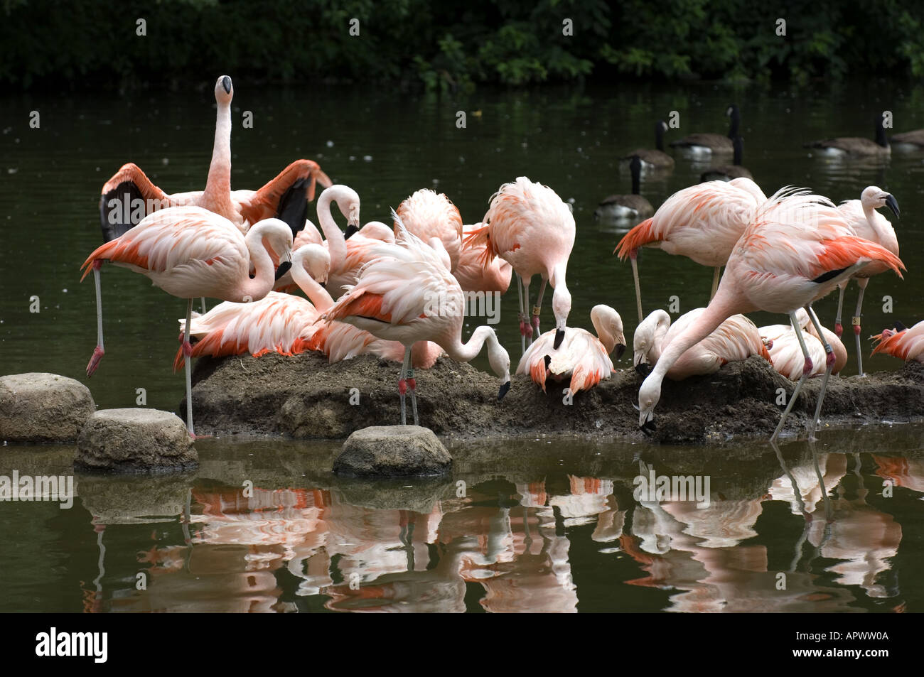 Pink Flamingos at the Bronx Zoo New York Stock Photo - Alamy