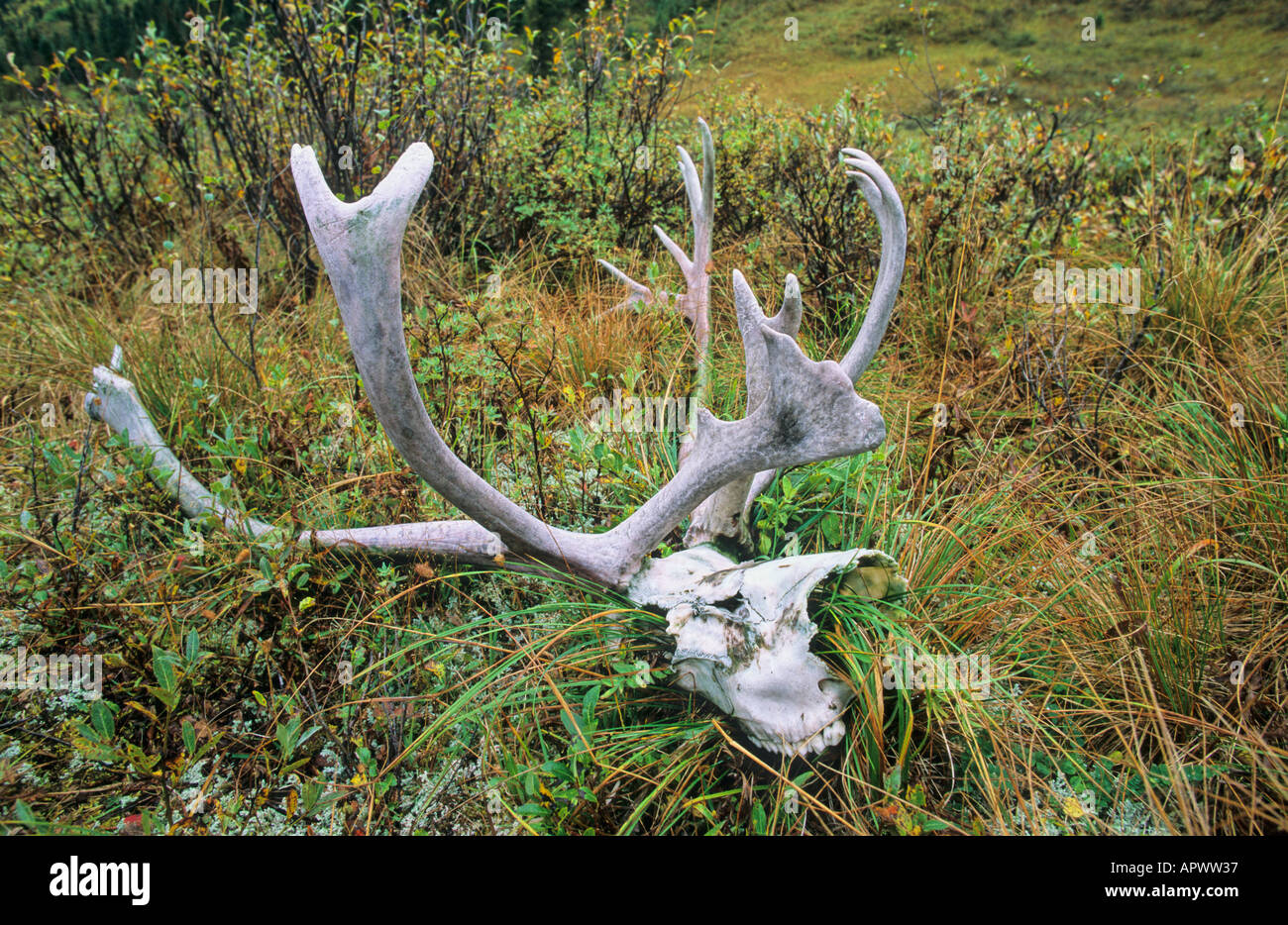 Mountain woodland caribou skull Lost Creek Muskwa Kechika Wilderness