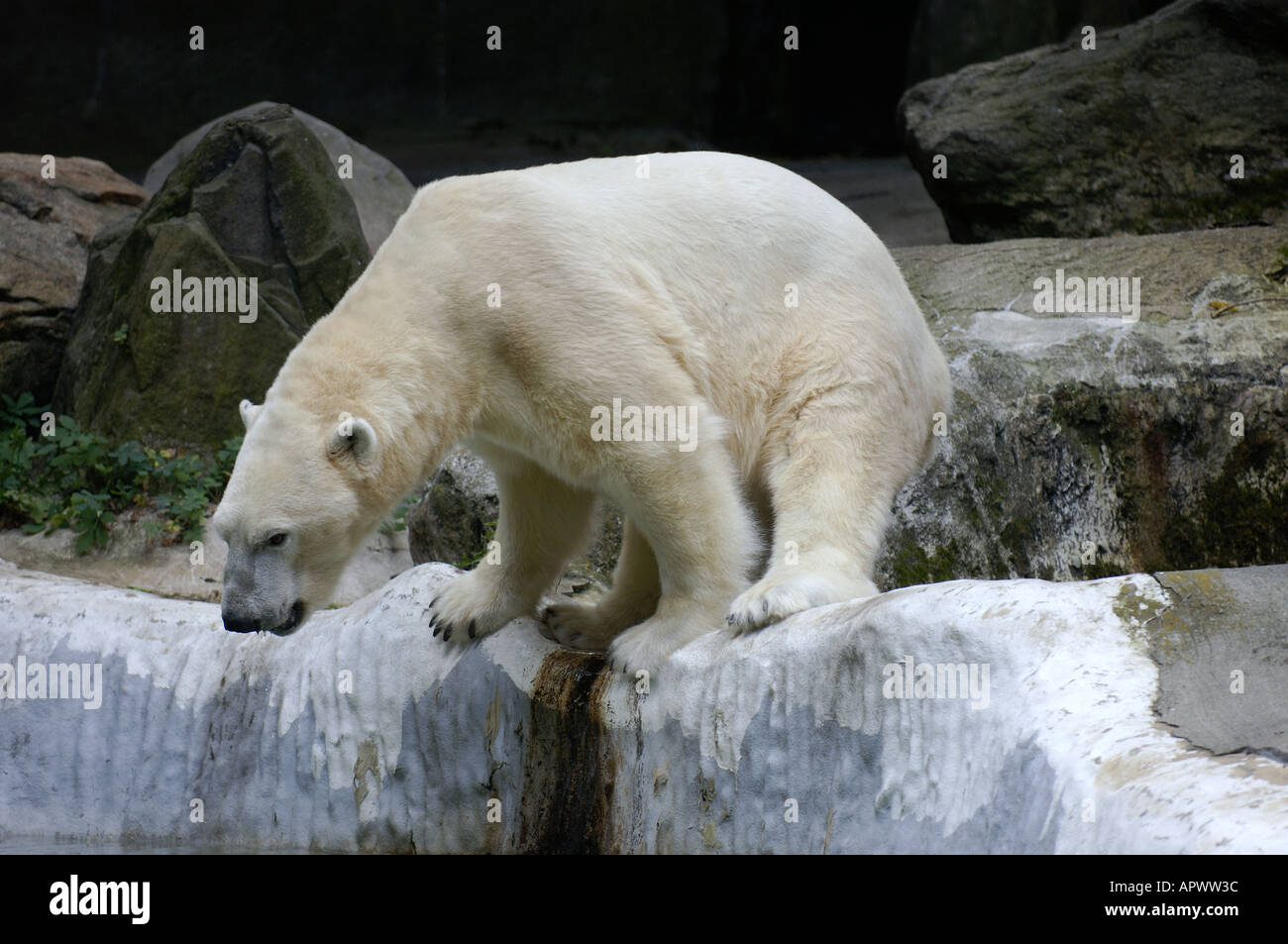 Polar bear gets ready to take a plunge in the pool at the Bronx Zoo in New York Stock Photo Alamy