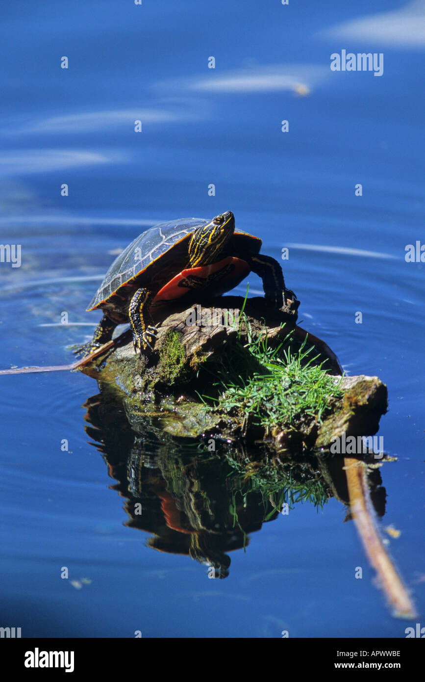 Western painted turtle Stock Photo Alamy