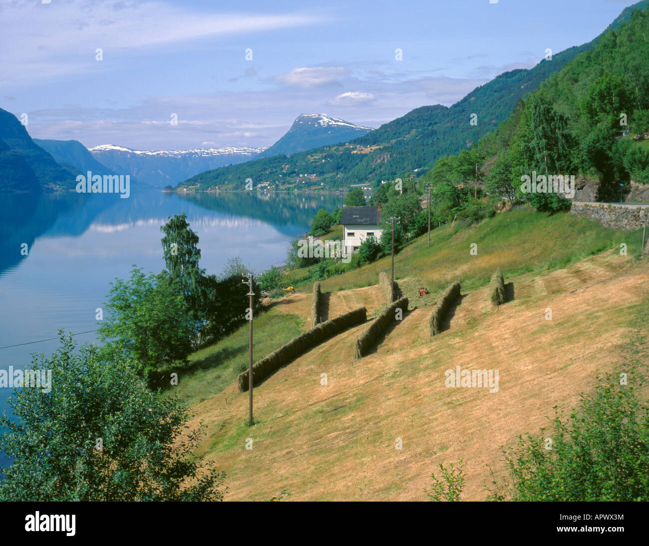 Farming beside Lustrafjord ( an arm of Sognefjord ), Sogn og Fjordane, Norway. Stock Photo