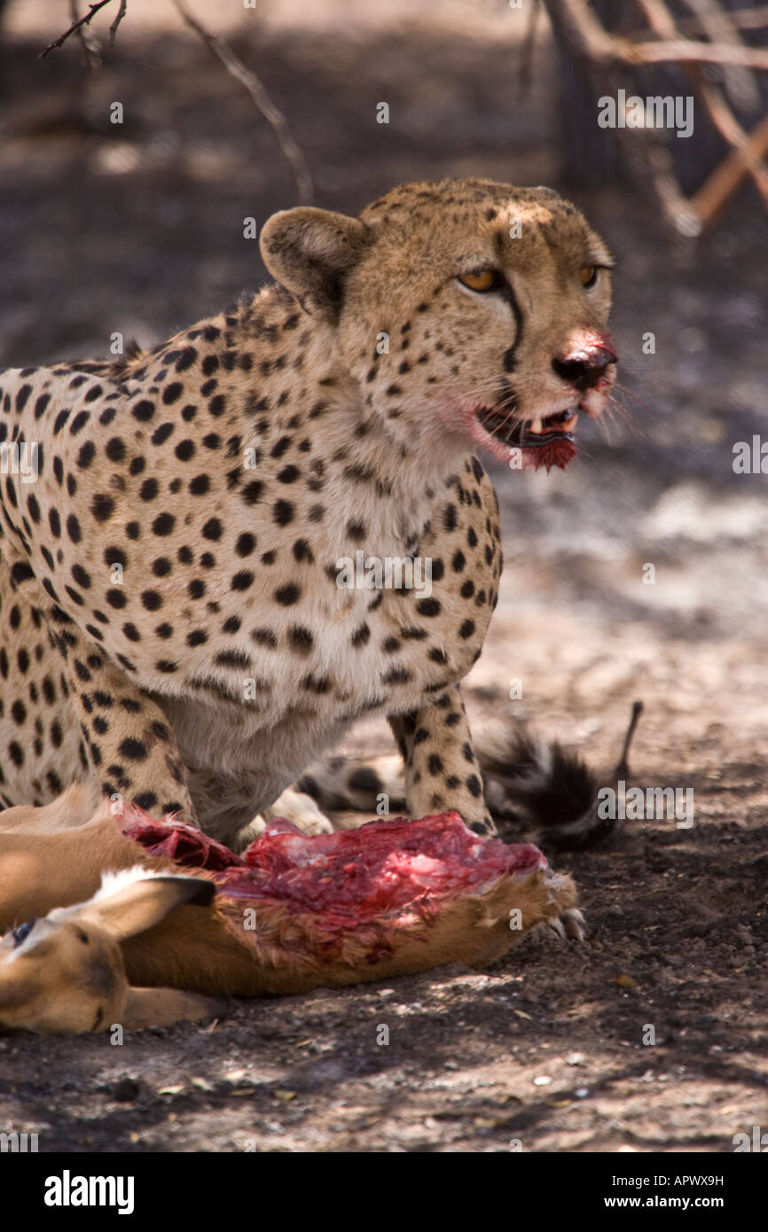 baby cheetahs eating