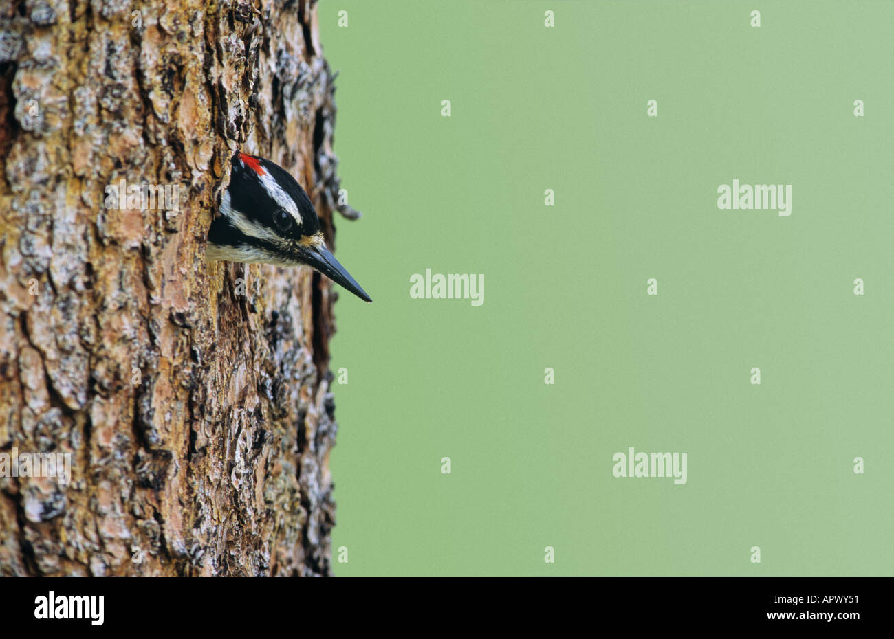 Hairy woodpecker male poking its head out of a nest cavity Stock Photo