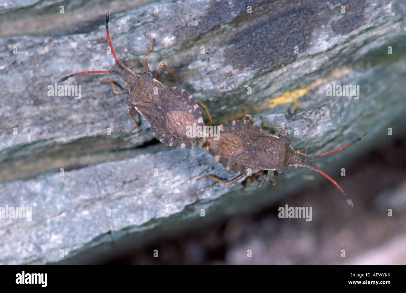 Pair of mating Boat bugs, also known as Leatherbugs, or Squashbugs