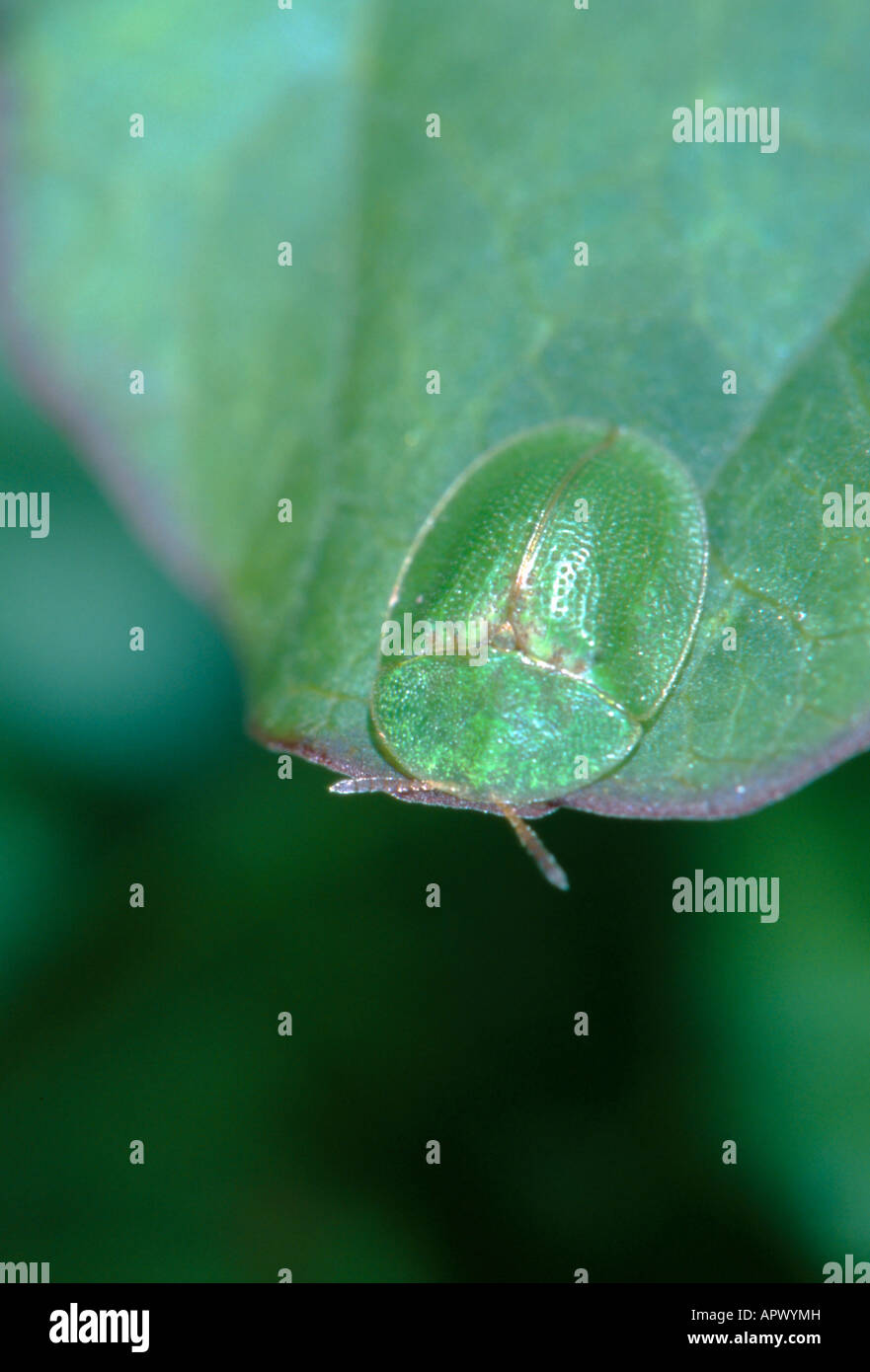 Green Tortise Beetle ( Cassida viridis ) on a leaf. Stock Photo