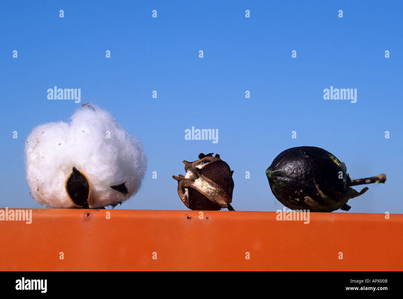 Three development stages of a cotton boll Stock Photo Alamy